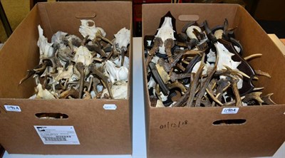 Lot 1190A - Antlers/Horns: Roe Buck Antlers (Capreolus capreolus), twenty sets of adult antlers on cut...