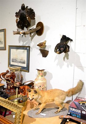 Lot 1129 - Taxidermy: Countryside Birds and Animal, including a Red Fox full mount, stood upon a faux rock...