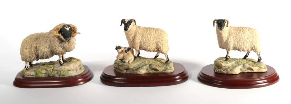 Lot 4 - ^ Border Fine Arts 'Black Faced Ewe' (Style One), model No. 117 by Ray Ayres, on wood base,...