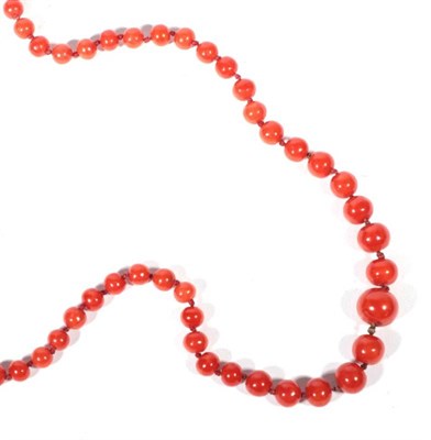 Lot 511 - A graduated coral bead necklace, length 75cm