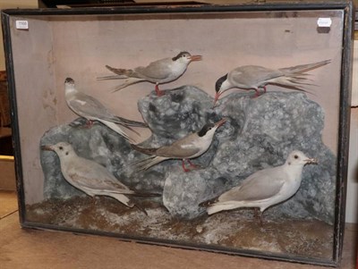 Lot 1168 - ~ Taxidermy: A Victorian Case of Sea Birds, including four Arctic Terns and two Black-headed Gulls