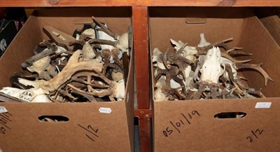 Lot 1179 - Antlers/Horns: Roe Buck (Capreolus capreolus), circa late 20th century, twenty sets of adult...