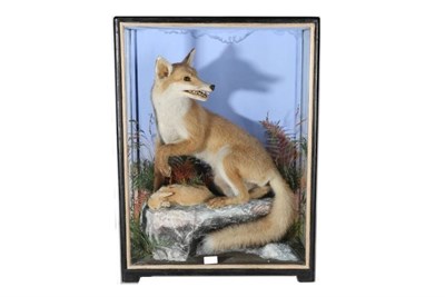 Lot 1106 - Taxidermy: A Victorian Cased Red Fox (Vulpes vulpes), by James Hutchings of Aberystwith, 1860-1942