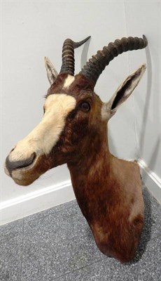 Lot 1111 - Taxidermy: Blesbok (Damaliscus phillipsi), modern, shoulder mount with head turning to the...