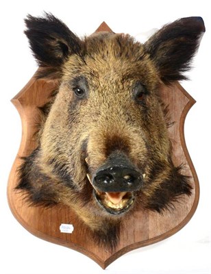 Lot 1113 - A Full Mount Taxidermy Wild Boar Head, on a shield, shield 64cm high