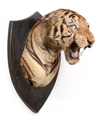 Lot 261 - Taxidermy: Bengal Tiger (Panthera tigris tigris), circa 1940, by Van Ingen Van Ingen, Mysore,...