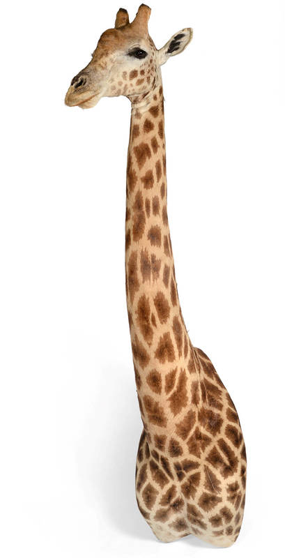 Lot 9 - Taxidermy: South African Giraffe (Giraffa camelopardalis), circa early 21st century, a large...