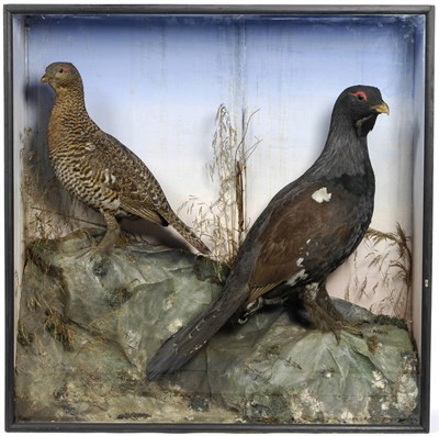 Lot 265 - Taxidermy: Western Capercaillie (Tetrao urogallus), circa 1900, by Rowland Ward, The Jungle,...