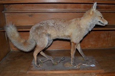 Lot 367 - Taxidermy: Red Fox (Vulpes Vulpes) by Adrian Johnstone Taxidermy, Darlington, full mount in walking