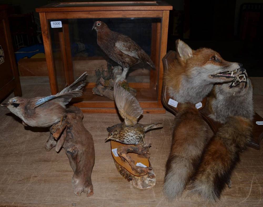 Lot 1006 - Taxidermy: A pair of Red Fox masks on shields including brushes, a full mount Eurasian Jay on a...