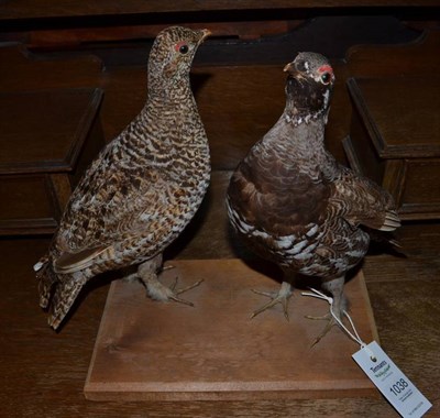 Lot 1038 - Taxidermy:Spruce Grouse (Falcipennis canadensis), modern, a pair of full mounts hen and cock...