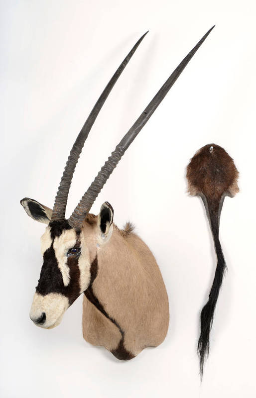Lot 1172 - Gemsbuck (Oryx gazelle), South Africa, shoulder mount, right horn 97cm, left horn 97cm,...