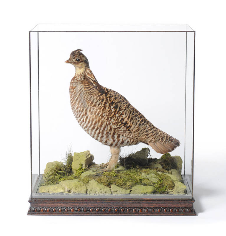 Lot 1200 - Heath-Hen (Tympanuchus cupido cupido), Extinct, male, full mount, standing on lichen covered...