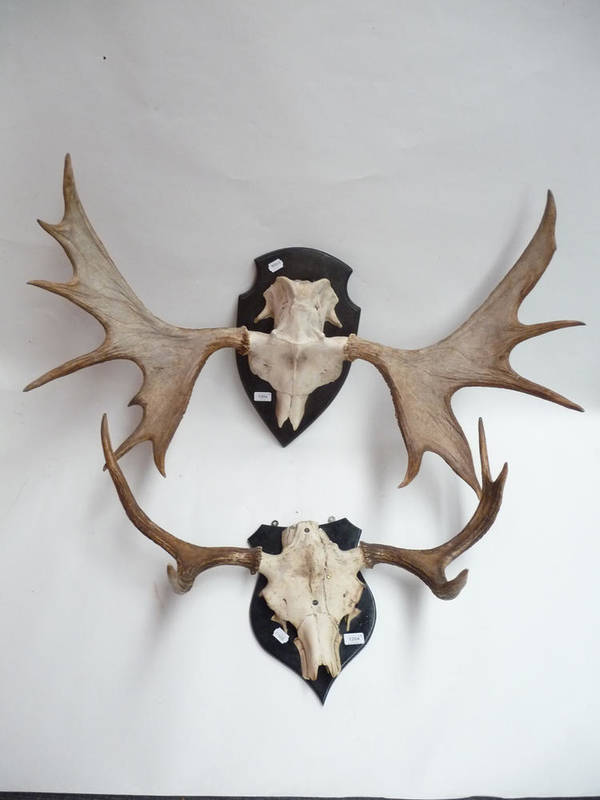 Lot 1204 - Eurasian Elk or Moose (Alces alces), antlers on cut frontlet, 12 points, right antler 61cm,...