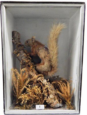 Lot 1 - Taxidermy: Two Victorian Cases of Red Squirrels (Sciurus vulgaris), a single Red Squirrel...