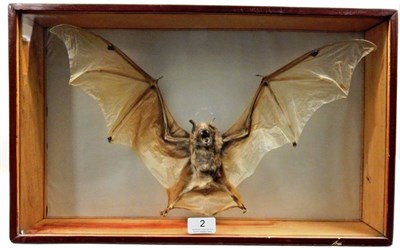 Lot 2 - Taxidermy: A Preserved Cased Bat Native to Peru, circa 1980, a full mount preserved Bat, with...