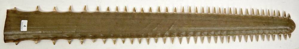 Lot 4 - Taxidermy: Large Sawfish Rostrum (Pristidae