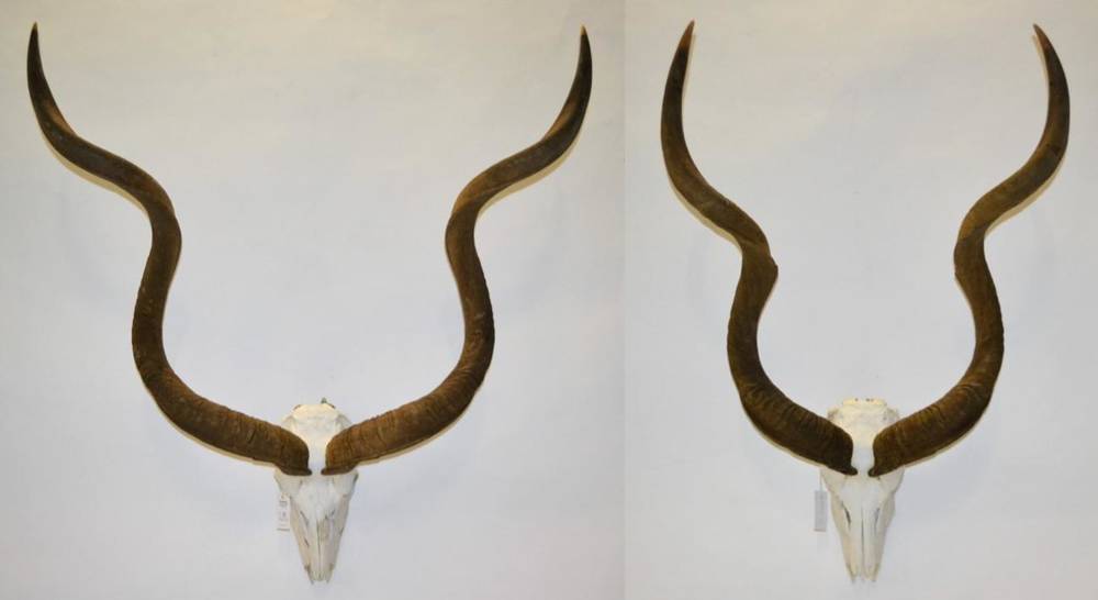 Lot 6 - Antlers/Horns: Cape Greater Kudu (Strepsiceros strepsiceros), circa 1982, two sets of large...