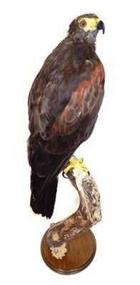 Lot 7 - Taxidermy: Harris Hawk (Parabuteo unicinctus), modern, full mount perched atop a tree stump,...