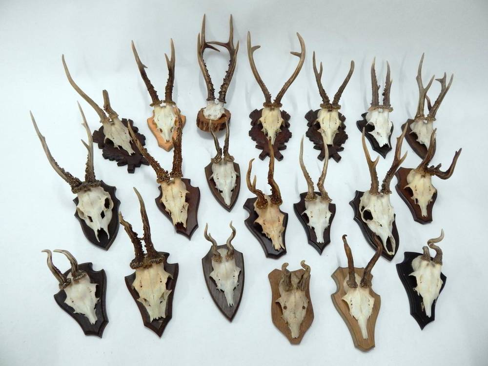 Lot 11 - Antlers/Horns: Roe Buck (Capreolus capreolus), circa late 20th century, twenty sets of abnormal and