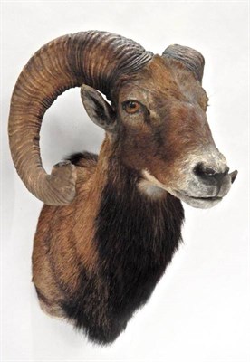 Lot 12 - Taxidermy: European Mouflon (Ovis orientalis musimon), circa late 20th century, shoulder mount...
