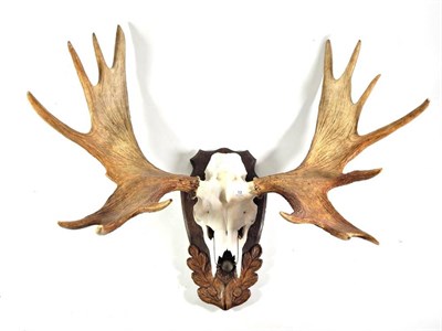 Lot 13 - Antlers/Horns: European Moose (Alces alces), circa 26/10/1981, Varmland, Sweden, Silver medal...