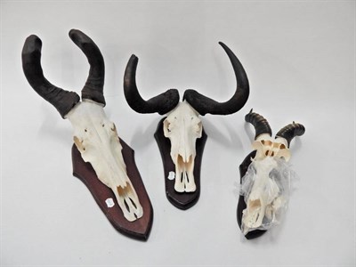 Lot 14 - Antlers/Horns: African Hunting Trophies, modern, Cape Red Hartebeest (Alcelaphus caama),...