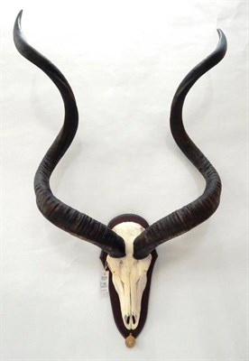 Lot 16 - Antlers/Horns: African Hunting Trophy, Cape Greater Kudu (Strepsiceros strepsiceros), circa...