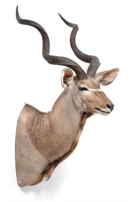 Lot 18 - Taxidermy: Cape Greater Kudu (Strepsiceros strepsiceros), circa late 20th century, South...
