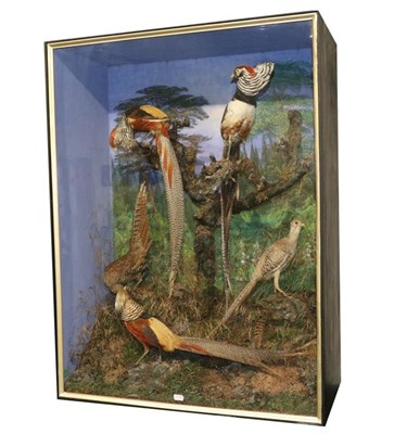 Lot 19 - Taxidermy: A Large Late Victorian Diorama of Asian Pheasants, by C Helstrip, 13, St Saviours Place