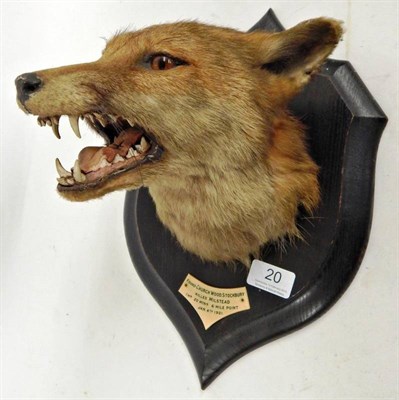 Lot 20 - Taxidermy: Red Fox Mask (Vulpes vulpes), circa 1921, by Rowland Ward, The Jungle, 167...