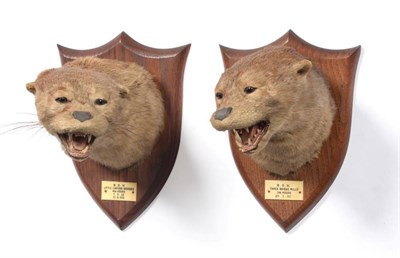 Lot 21 - Taxidermy: Eurasian Otter Masks (Lutra lutra), circa 1930 and 1932, by Peter Spicer & Sons,...