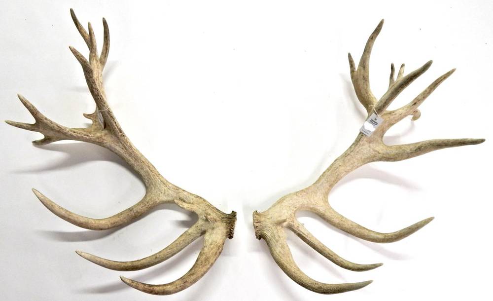 Lot 24 - Antlers/Horns: An Impressive Pair of Red Deer Shed Antlers, (Cervus elaphus), a large...