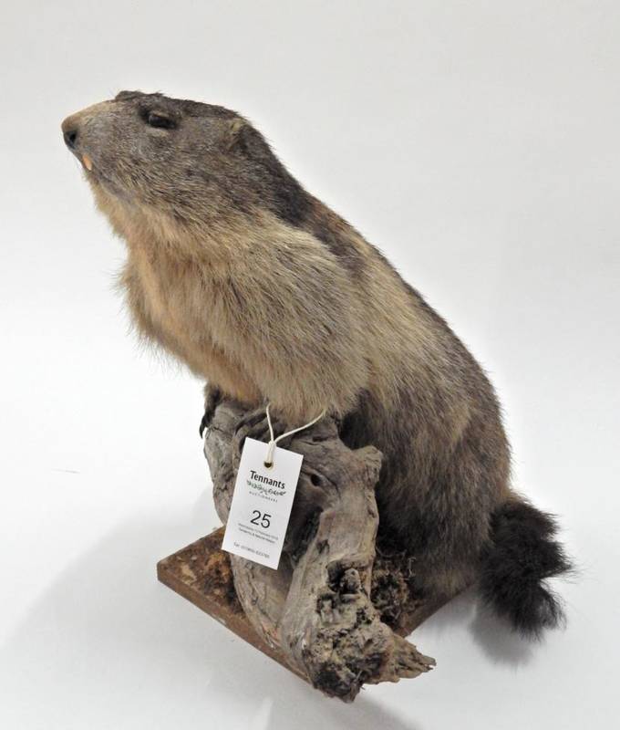 Lot 25 - Taxidermy: Alpine Marmot (Marmota marmota), circa late 20th century, full mount stood upon a...