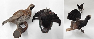 Lot 26 - Taxidermy: European Game Birds, circa late 20th century, to include - Capercaillie full mount...