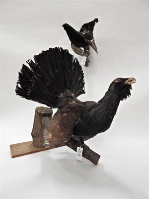 Lot 26 - Taxidermy: European Game Birds, circa late 20th century, to include - Capercaillie full mount...
