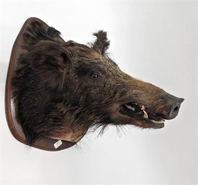 Lot 27 - Taxidermy: European Wild Boar (Sus scrofa), circa late 20th century, head mount on shield, with...