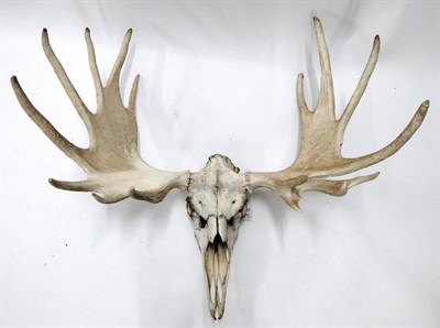 Lot 28 - Antler/Horns: North American Moose (Alces alces), circa mid 20th century, large bleached antlers on