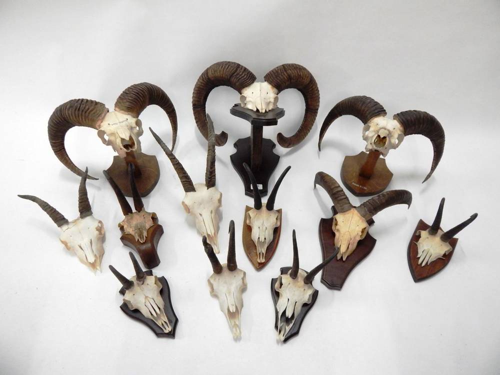 Lot 29 - Antlers/Horns: European Mouflon (Ovis orientalis musimon), circa late mid-late 20th century,...