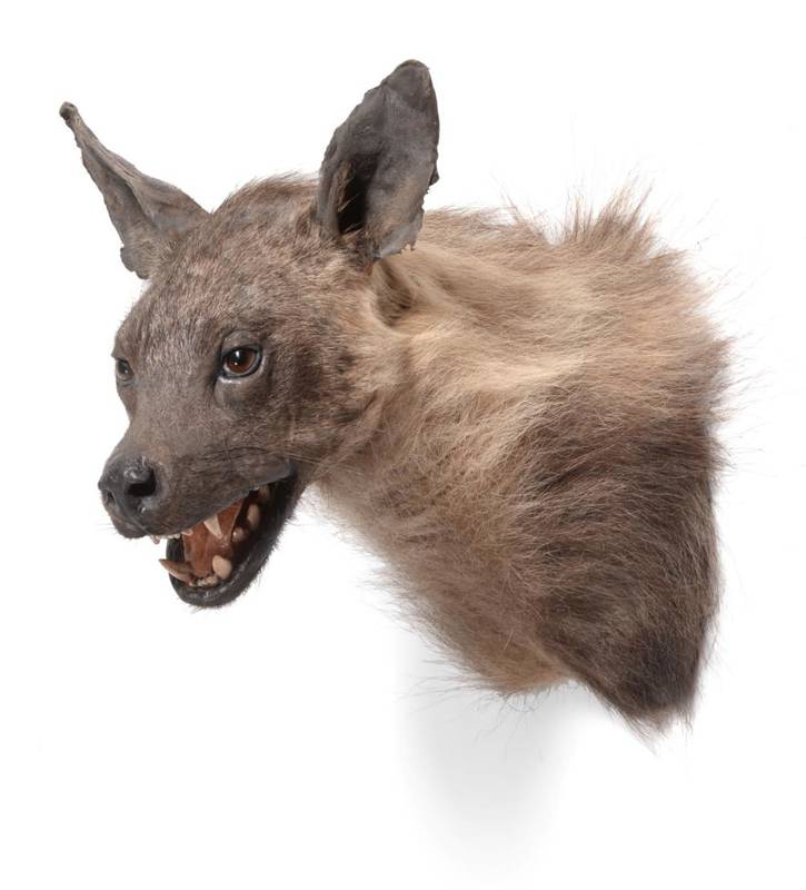 Lot 31 - Taxidermy: Brown Hyena (Hyaena brunnea), modern, shoulder mount with head turning to the left,...