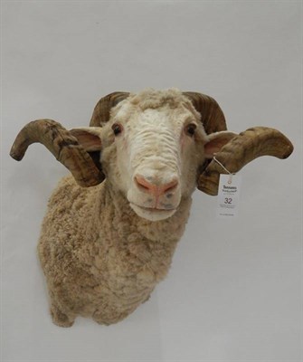 Lot 32 - Taxidermy: Merino Sheep (Ovis aries), modern, shoulder mount with head turning slightly to the...