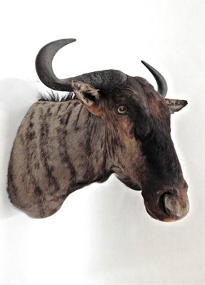Lot 33 - Taxidermy: Blue Wildebeest (Connochaetes taurinus), modern, shoulder mount with head turning...