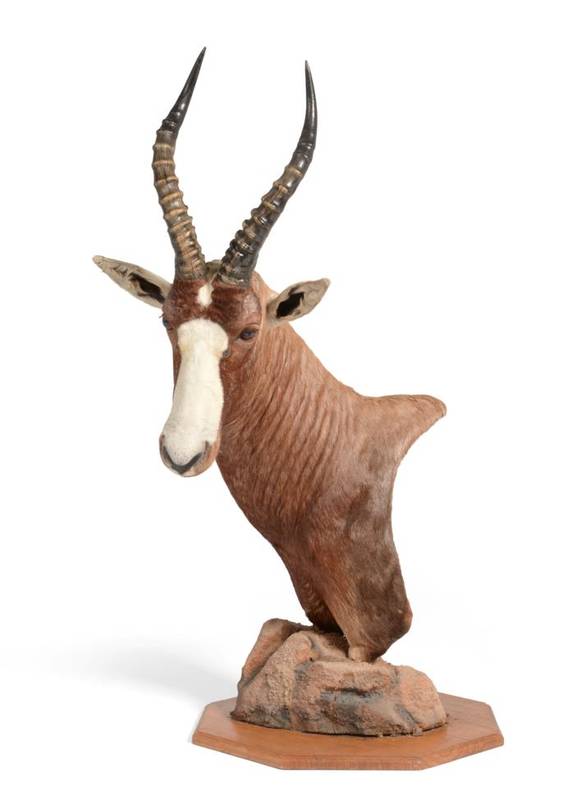 Lot 34 - Taxidermy: Blesbok (Damaliscus phillipsi), modern, shoulder mount with head turning sharply to...