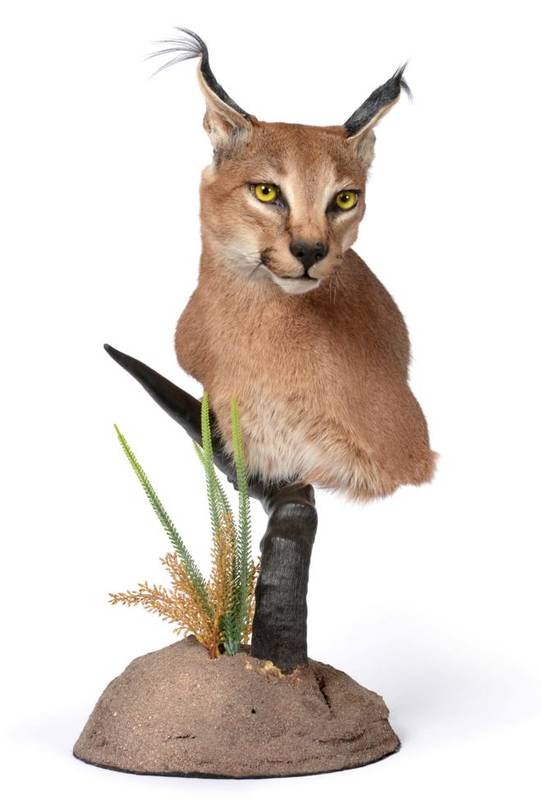 Lot 36 - Taxidermy: African Caracal (Caracal caracal), modern, shoulder mount with head turning to the left