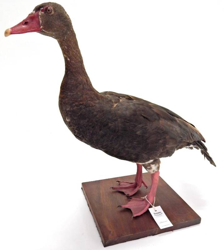 Lot 37 - Taxidermy: Spur-Winged Goose (Plectropterus gambensis), modern, South Africa, female full mount...