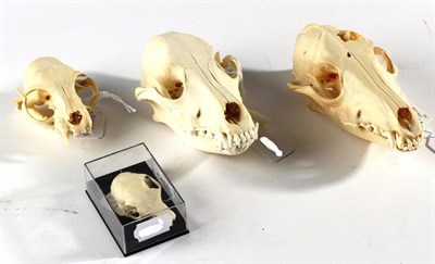 Lot 39 - Skulls/Anatomy: A Black-Backed Jackal (Canis mesomelas), complete skull, 18cm, Spanish Dog,...