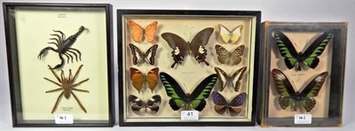 Lot 41 - Entomology: A Collection of Asian Butterflies and Insects, circa 1960-70, two framed small...