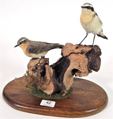Lot 42 - Taxidermy: Two Northern Wheatears (Oenanthe oenanthe), modern, a pair of males perched upon a small