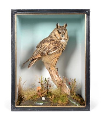 Lot 43 - Taxidermy: Long-Eared Owl (Asio otus) circa 2012, by H.R. Bennetts, Taxidermy, Hainford,...