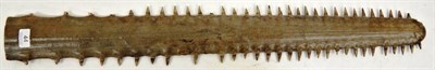Lot 44 - Taxidermy: Large Sawfish Rostrum (Pristidae spp), circa late 19th century, 62 teeth, 87.5cm...